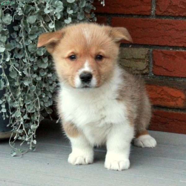 Percy, Pembroke Welsh Corgi Puppy