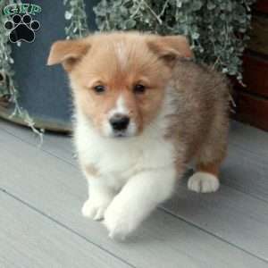 Percy, Pembroke Welsh Corgi Puppy