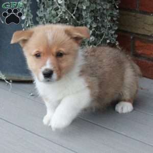 Percy, Pembroke Welsh Corgi Puppy