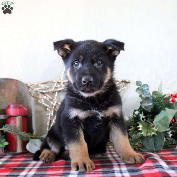 Percy, German Shepherd Puppy