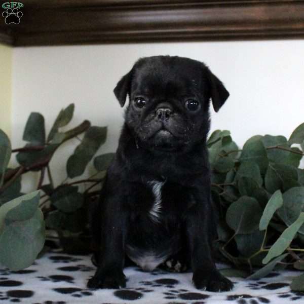 Percy, Pug Puppy