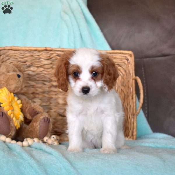 Petals, Cavapoo Puppy