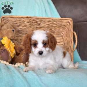 Petals, Cavapoo Puppy