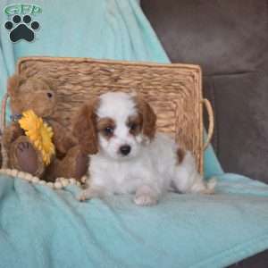 Petals, Cavapoo Puppy