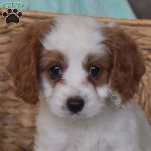 Petals, Cavapoo Puppy