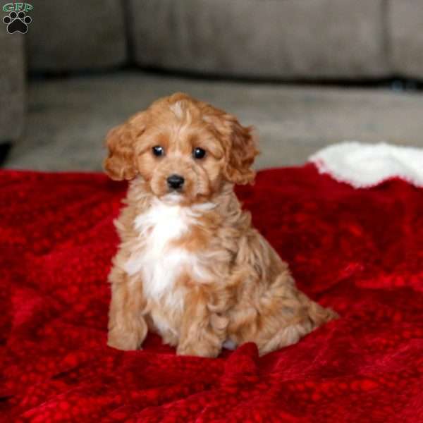 Petals, Cavapoo Puppy