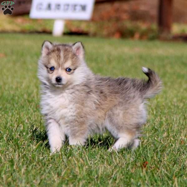 Petals, Pomsky Puppy