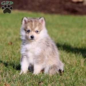 Petals, Pomsky Puppy