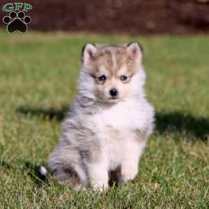 Petals, Pomsky Puppy