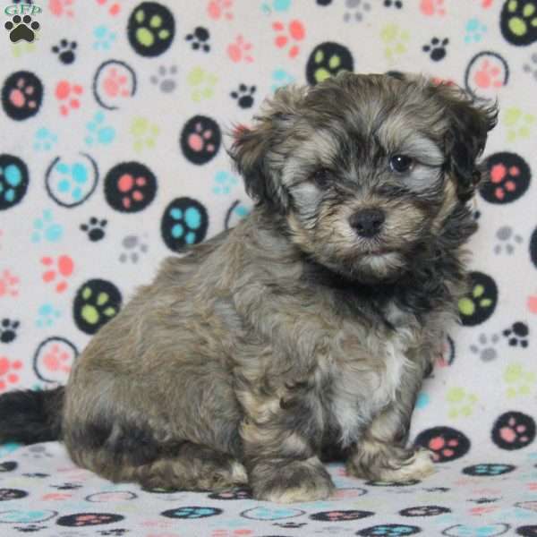 Pete, Havanese Puppy