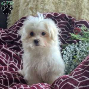 Pete, Maltese Puppy