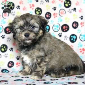 Pete, Havanese Puppy