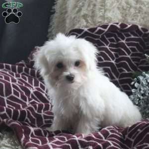 Pete, Maltese Puppy