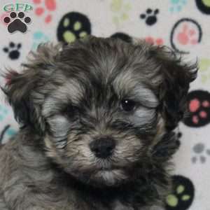 Pete, Havanese Puppy