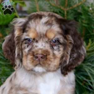 Pete, Cocker Spaniel Puppy