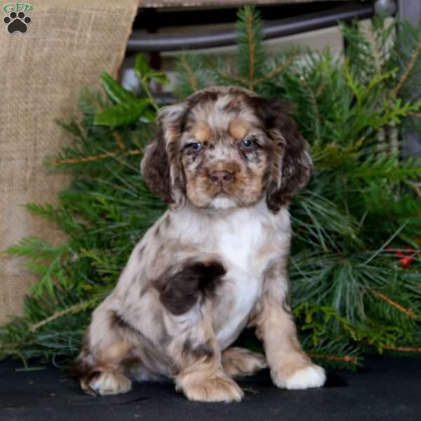 Pete, Cocker Spaniel Puppy