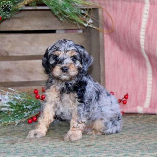 Pete, Cockapoo Puppy