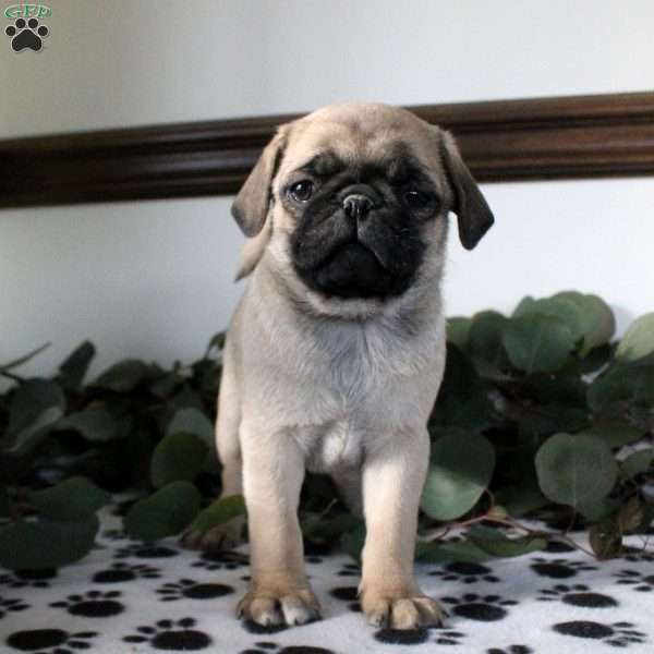 Pete, Pug Puppy