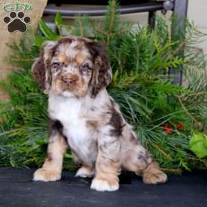 Pete, Cocker Spaniel Puppy