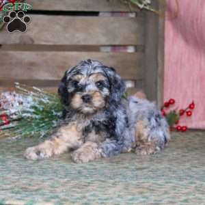 Pete, Cockapoo Puppy