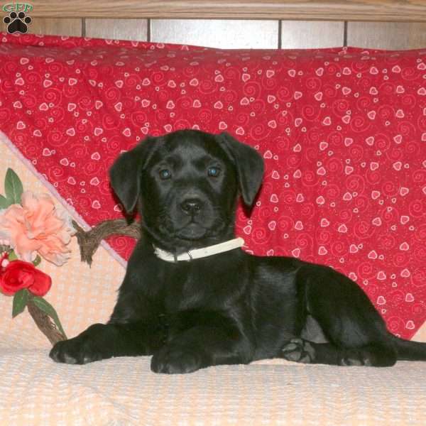 Petra, Black Labrador Retriever Puppy