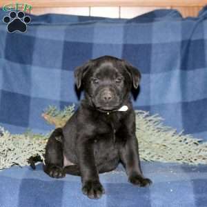 Petra, Black Labrador Retriever Puppy