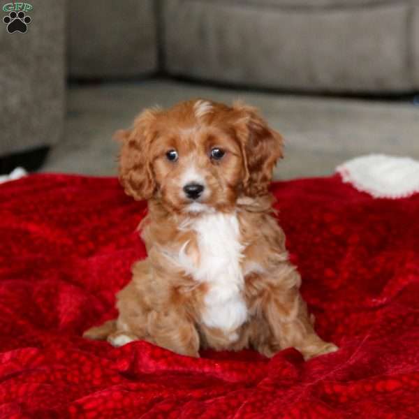 Petunia, Cavapoo Puppy