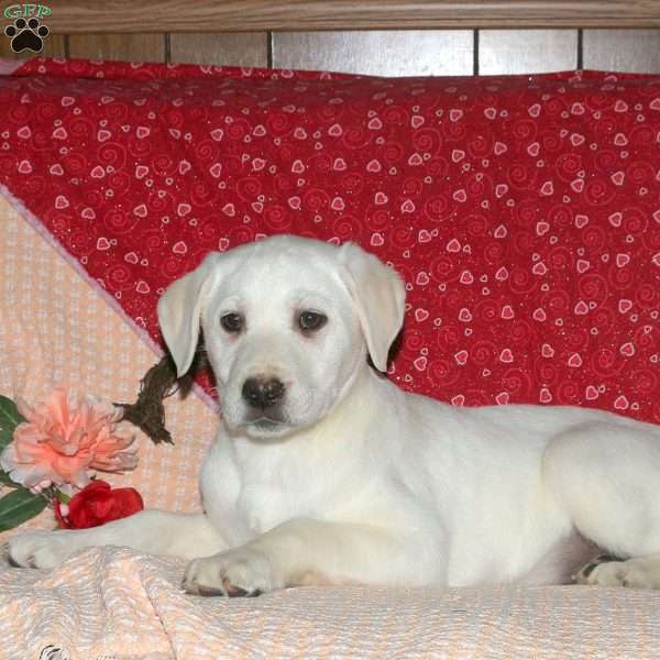 Peyton, Yellow Labrador Retriever Puppy