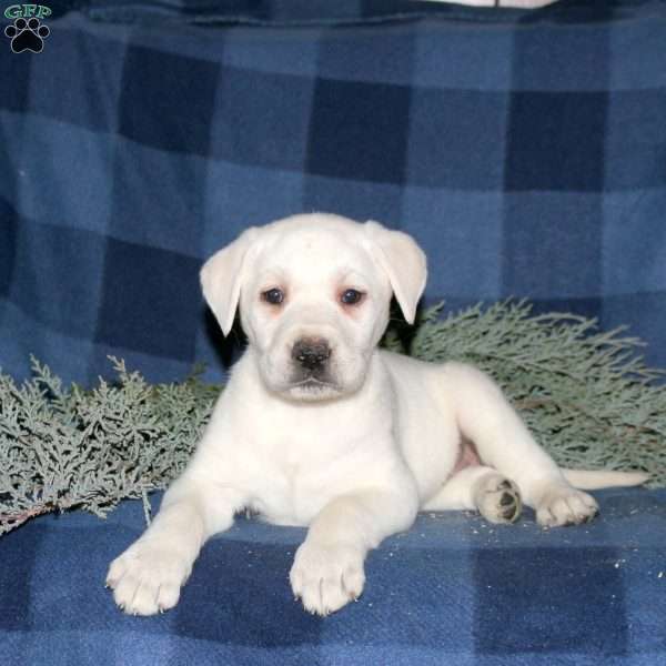 Peyton, Yellow Labrador Retriever Puppy