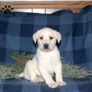 Peyton, Yellow Labrador Retriever Puppy