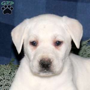 Peyton, Yellow Labrador Retriever Puppy