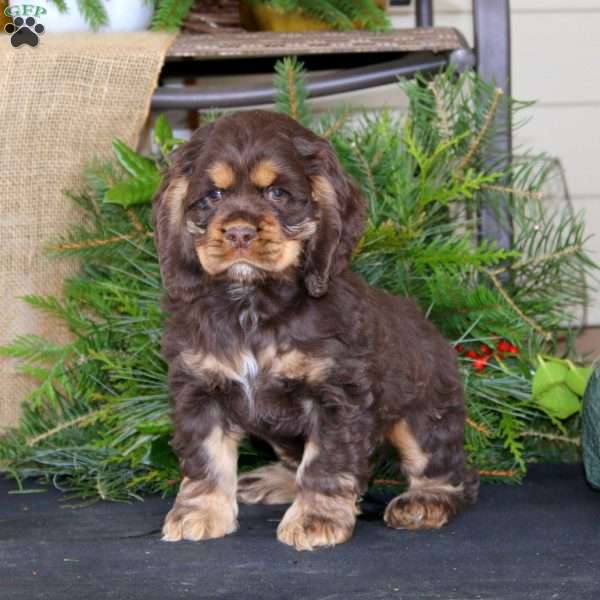 Peyton, Cocker Spaniel Puppy