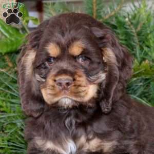 Peyton, Cocker Spaniel Puppy