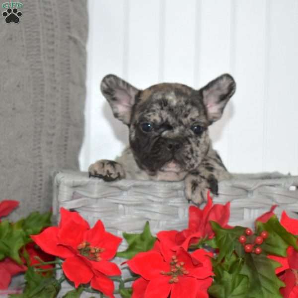 Phantom, French Bulldog Puppy