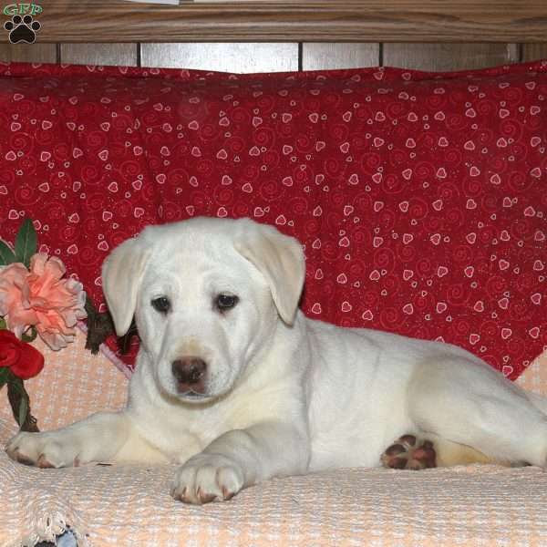 Phoebe, Yellow Labrador Retriever Puppy