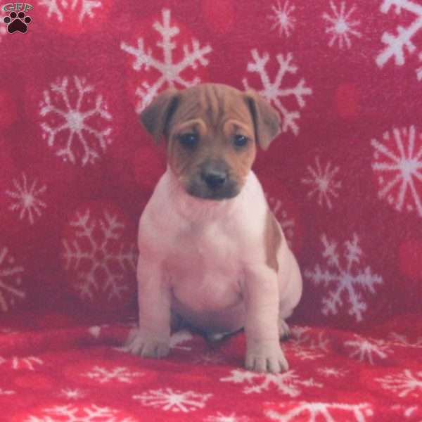 Philo, Jack Russell Terrier Puppy