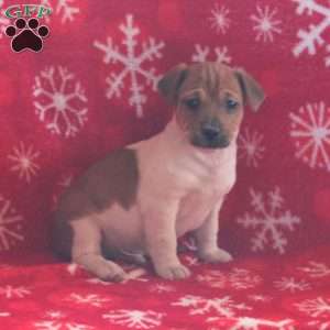 Philo, Jack Russell Terrier Puppy