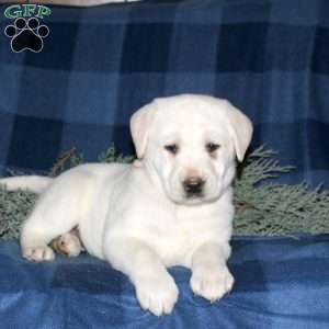 Phoebe, Yellow Labrador Retriever Puppy