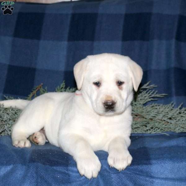 Phoebe, Yellow Labrador Retriever Puppy