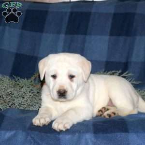 Phoebe, Yellow Labrador Retriever Puppy