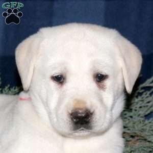 Phoebe, Yellow Labrador Retriever Puppy