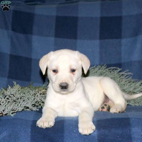 Phoenix, Yellow Labrador Retriever Puppy