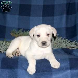 Phoenix, Yellow Labrador Retriever Puppy