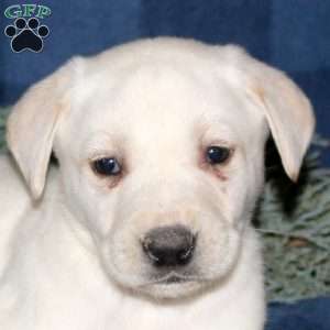 Phoenix, Yellow Labrador Retriever Puppy