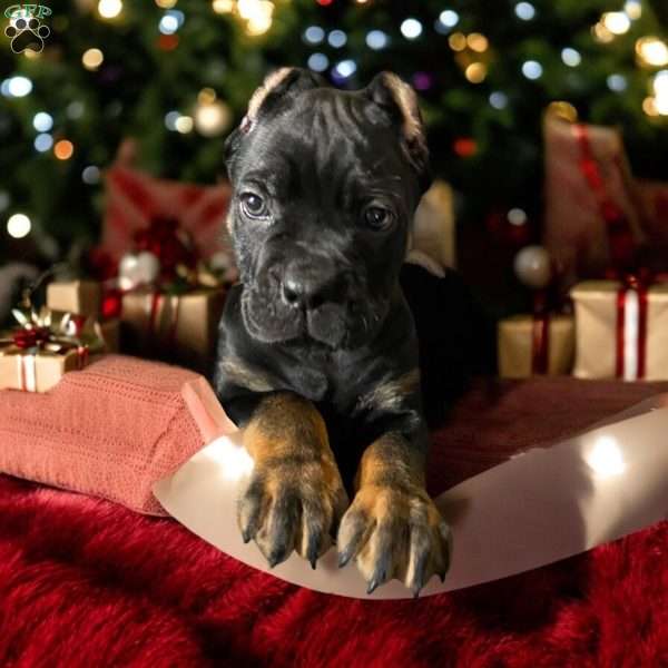 BT, Cane Corso Puppy