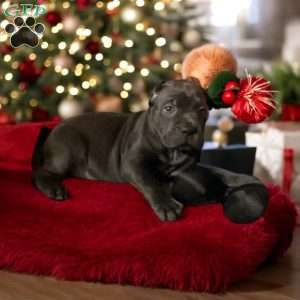 Blue, Cane Corso Puppy