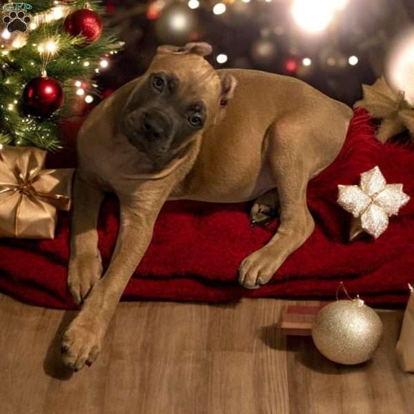 Charlie, Cane Corso Puppy