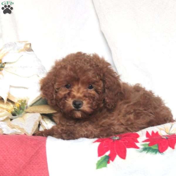 Piper, Miniature Poodle Puppy