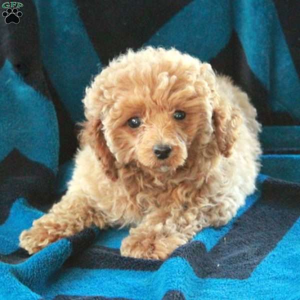 Piper, Miniature Poodle Puppy