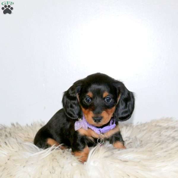 Piper, Dachshund Puppy